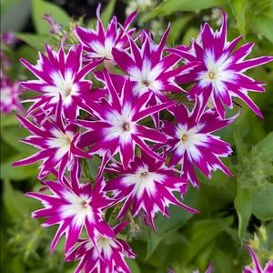 Meet your Posher, Maggie